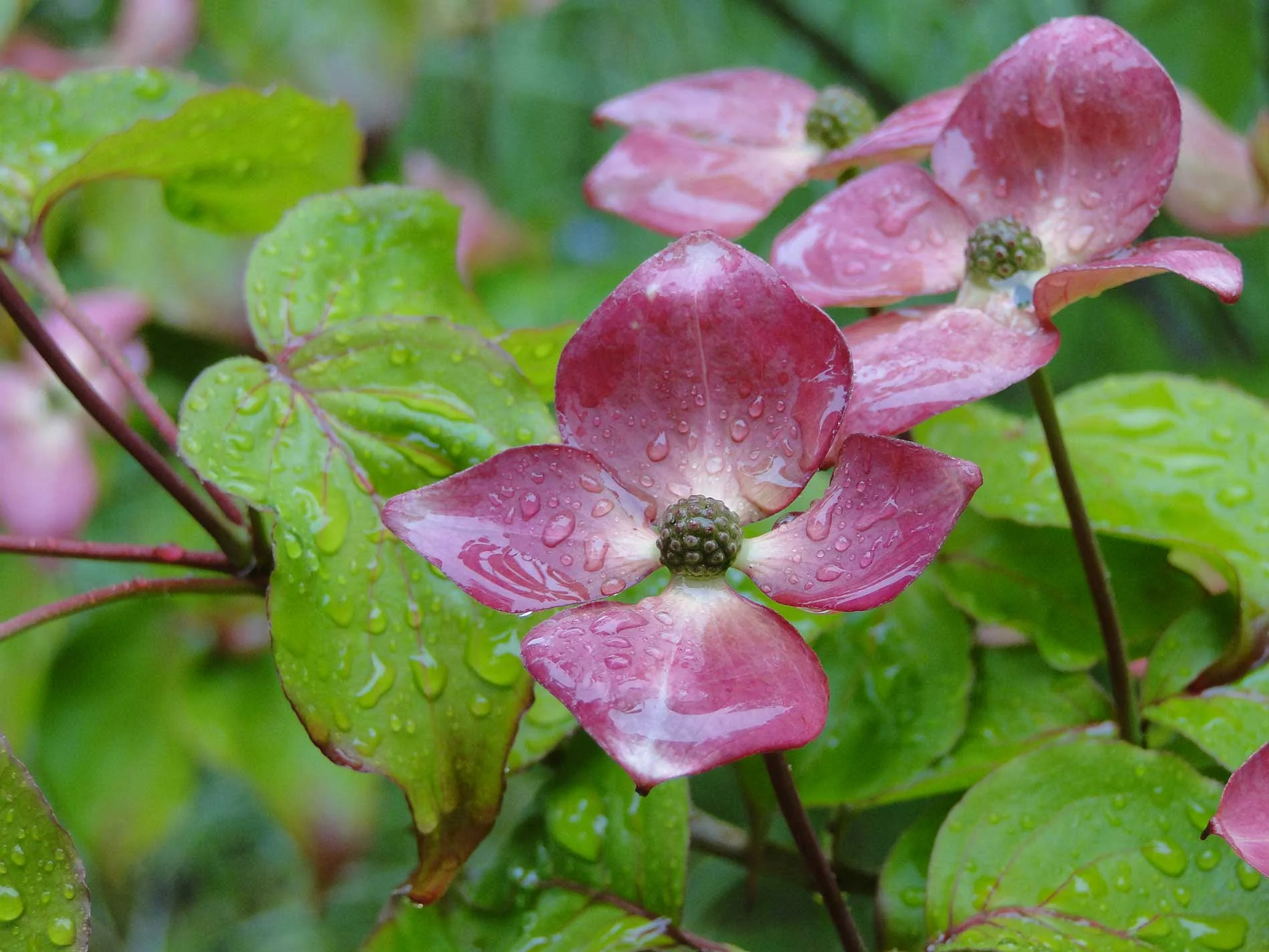 Pink dogwood