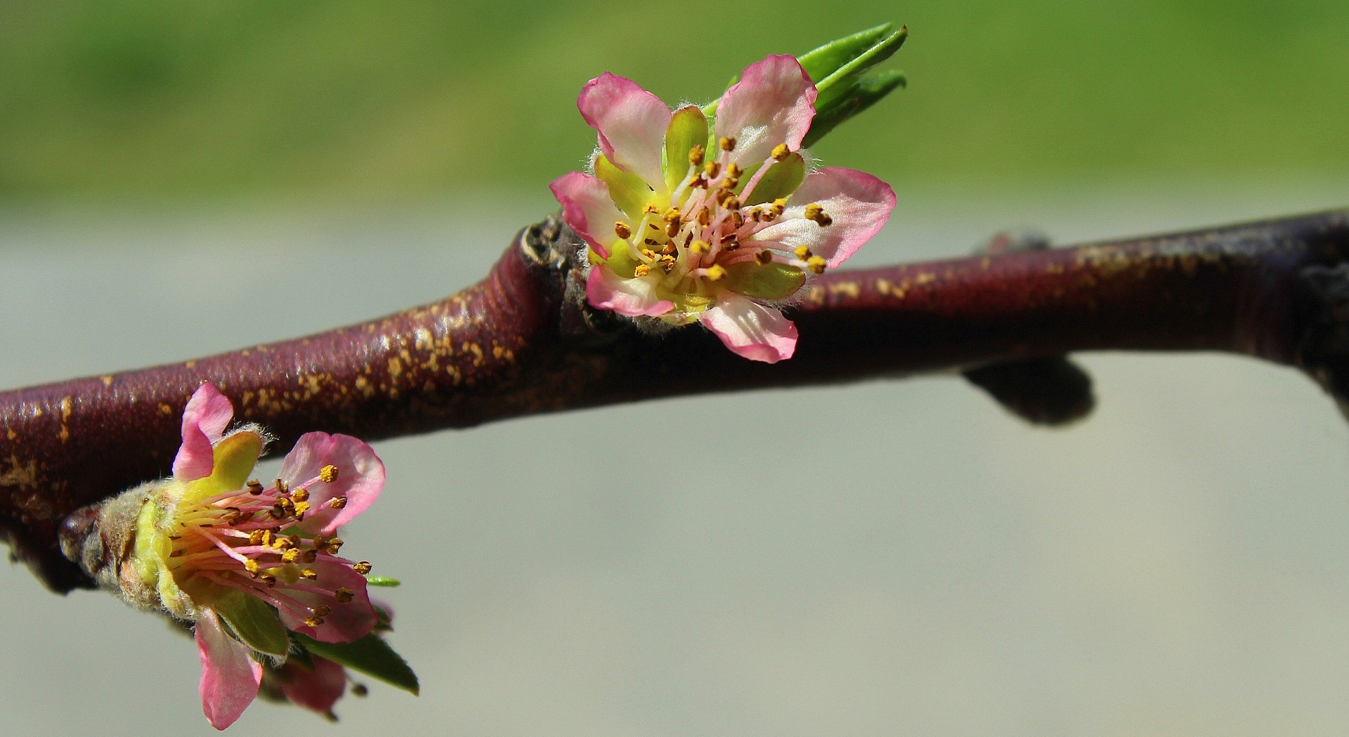 peach blossom